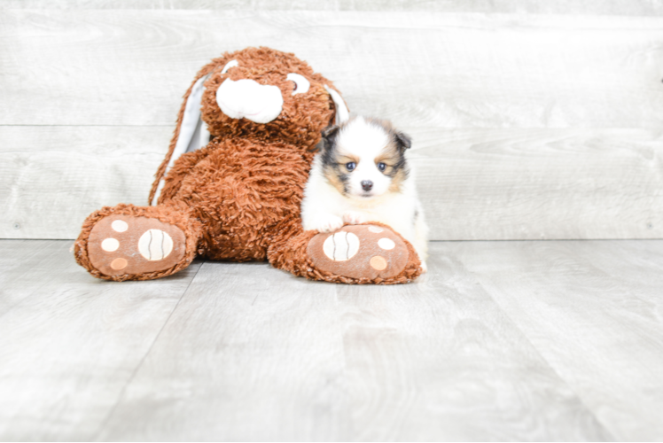 Little Pomeranian Purebred Pup