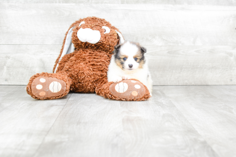 Little Pomeranian Purebred Pup