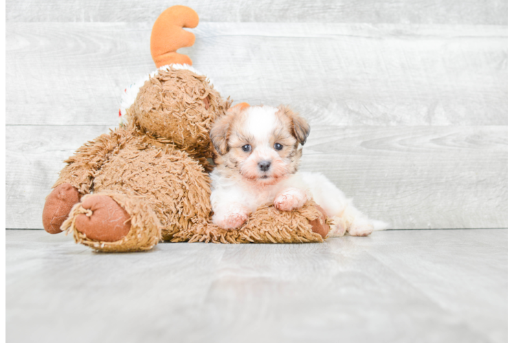 Teddy Bear Pup Being Cute