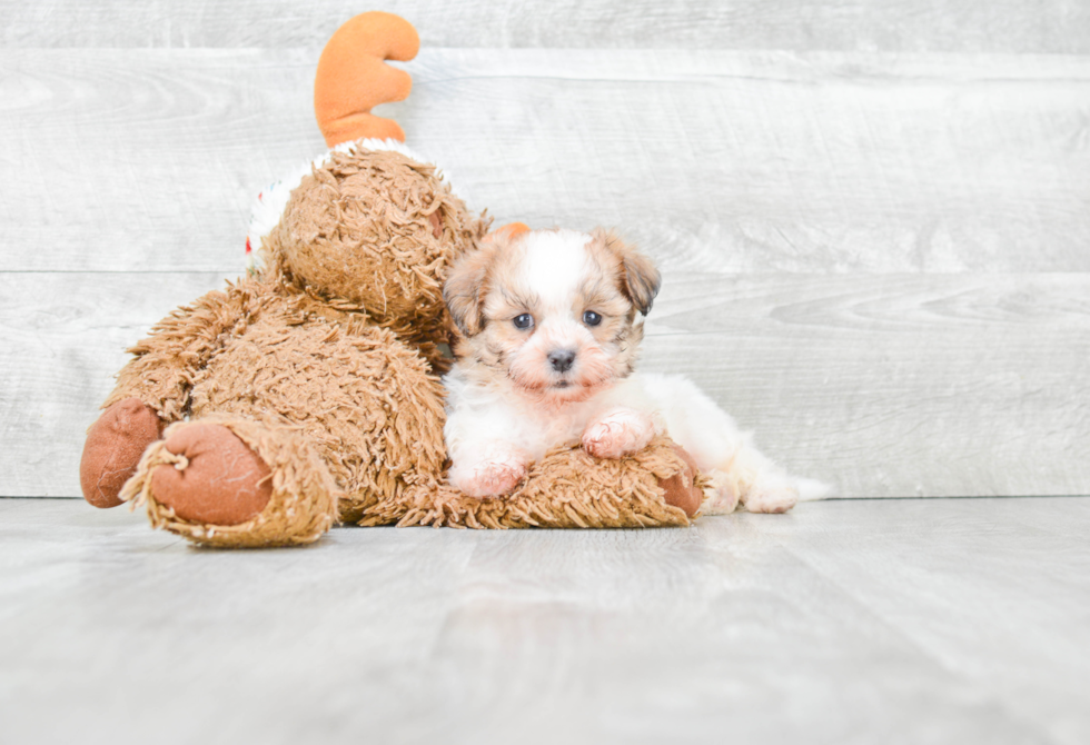 Teddy Bear Pup Being Cute