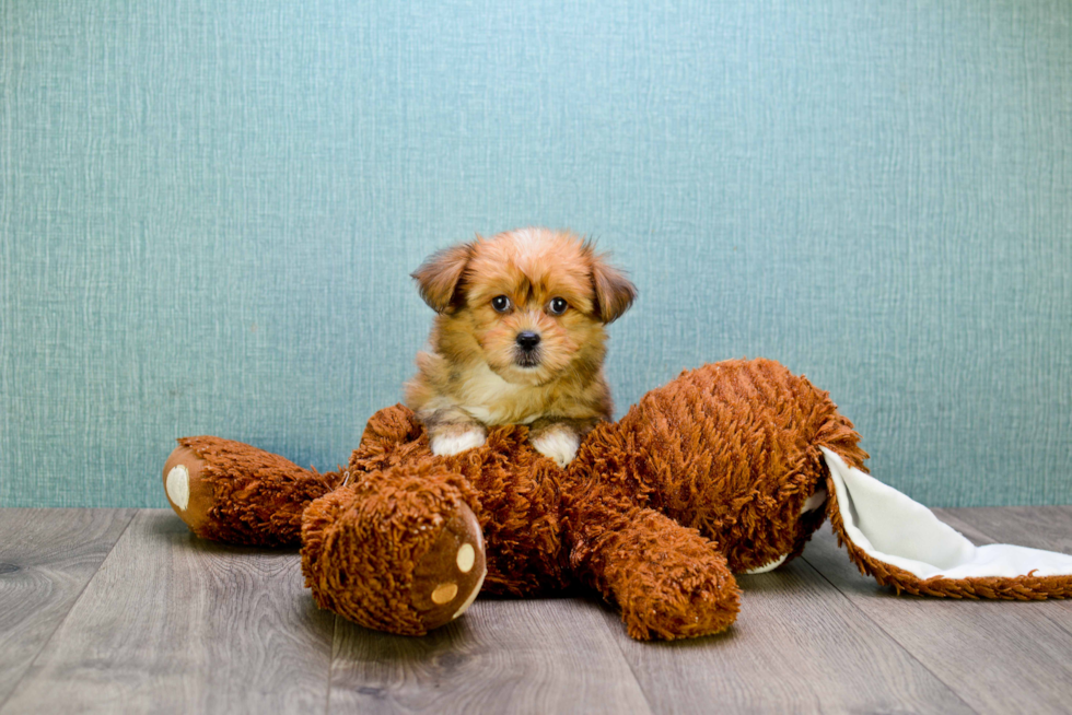 Morkie Puppy for Adoption