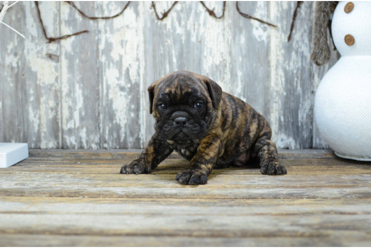 Cute English Bulldog Baby