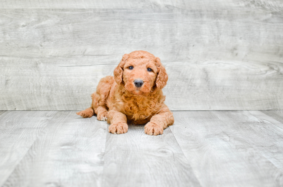 Adorable Golden Retriever Poodle Mix Puppy