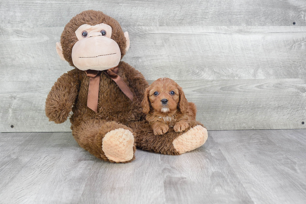 Cavapoo Puppy for Adoption