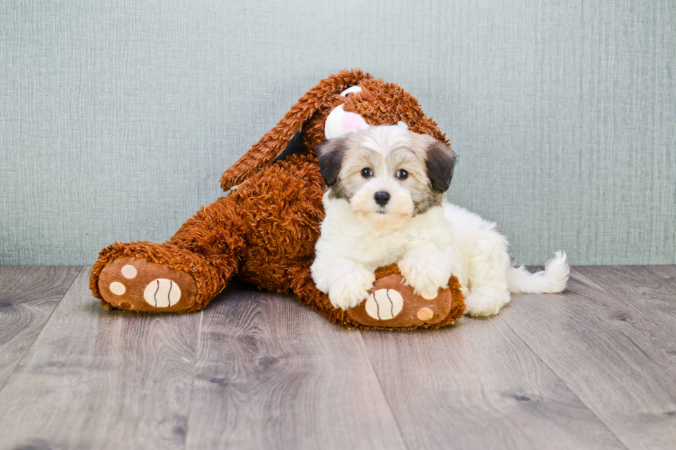 Havanese Puppy for Adoption