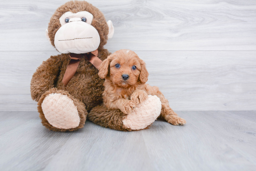 Funny Cavapoo Poodle Mix Pup