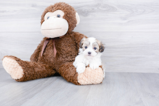 Cute Maltipoo Baby