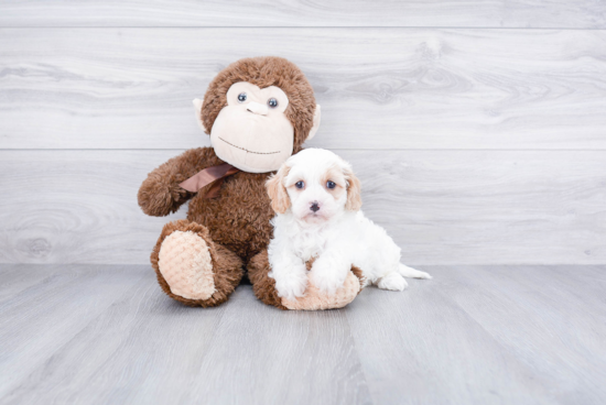 Petite Cavapoo Poodle Mix Pup