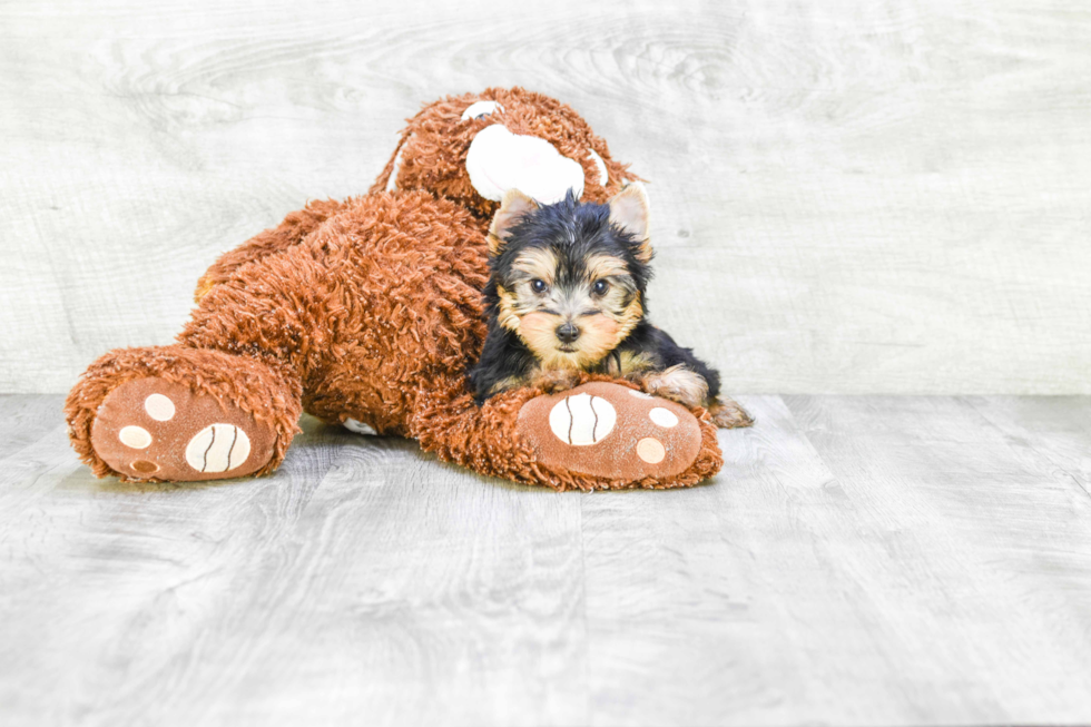 Meet Rascal - our Yorkshire Terrier Puppy Photo 