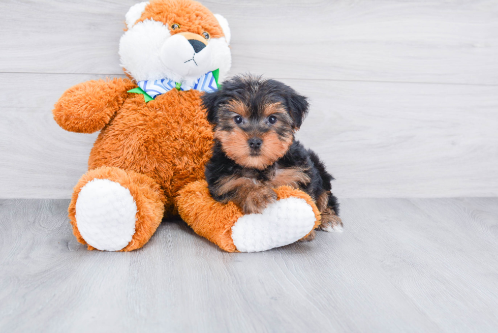 Meet Snickers - our Yorkshire Terrier Puppy Photo 