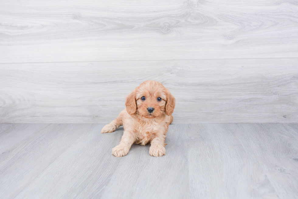 Little Cavoodle Poodle Mix Puppy