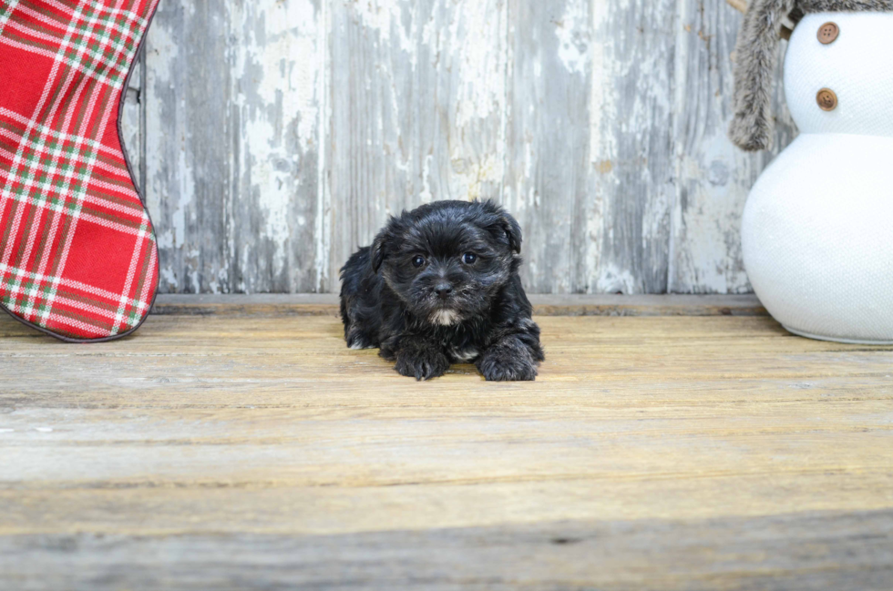 Sweet Morkie Baby