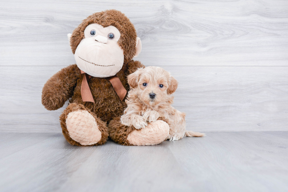 Maltipoo Pup Being Cute