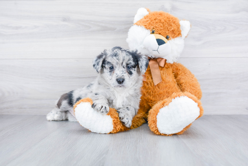 Best Mini Aussiedoodle Baby