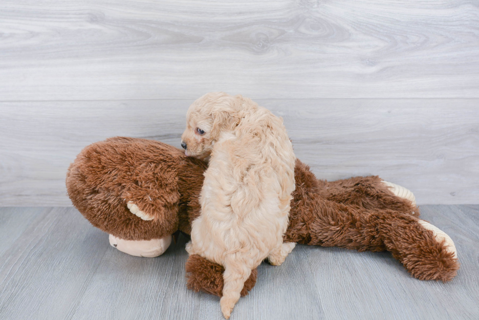 Petite Cavapoo Poodle Mix Pup