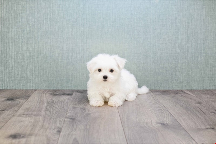 Maltese Puppy for Adoption