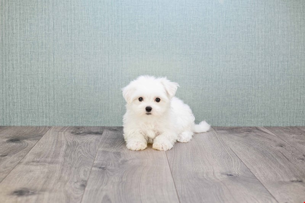 Maltese Puppy for Adoption