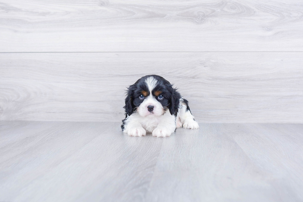 Cavalier King Charles Spaniel Pup Being Cute