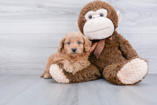 Petite Mini Goldendoodle Poodle Mix Pup