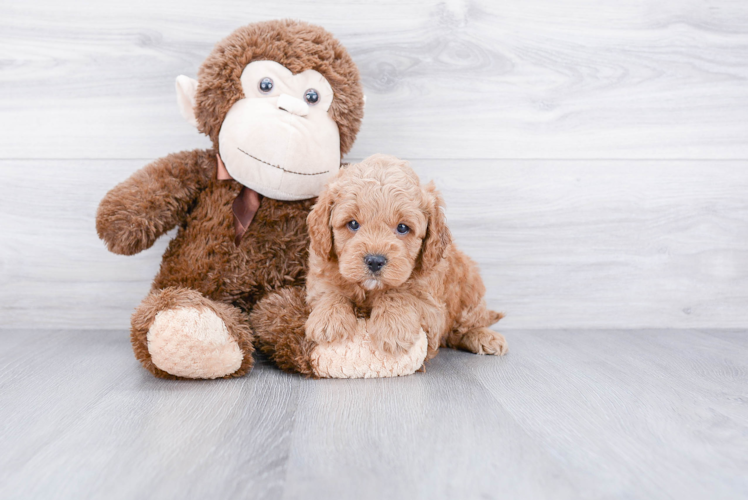 Best Cockapoo Baby