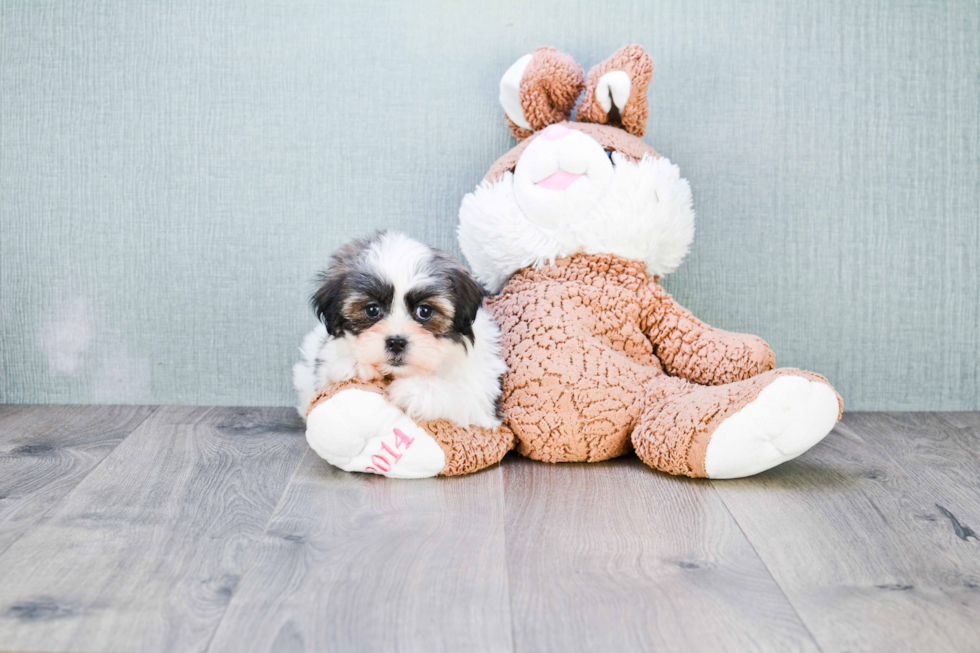 Playful Shichon Designer Puppy