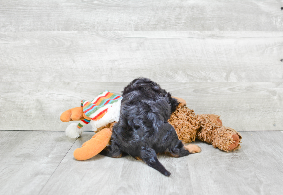 Cavalier King Charles Spaniel Pup Being Cute