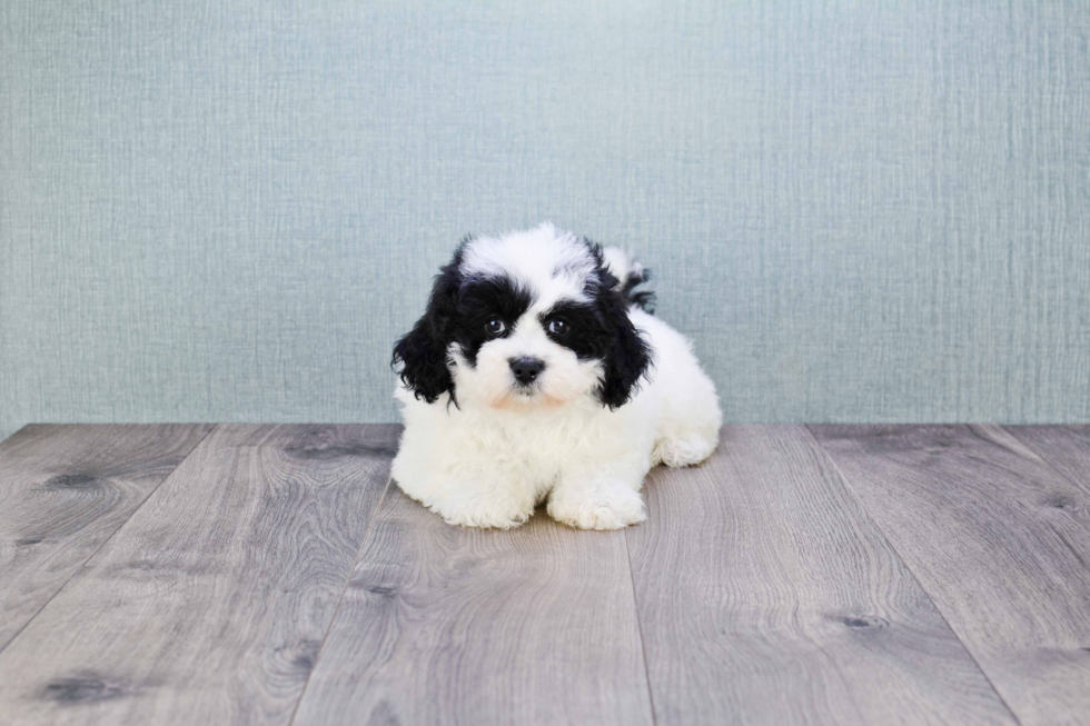 Adorable Shi Chon Designer Puppy