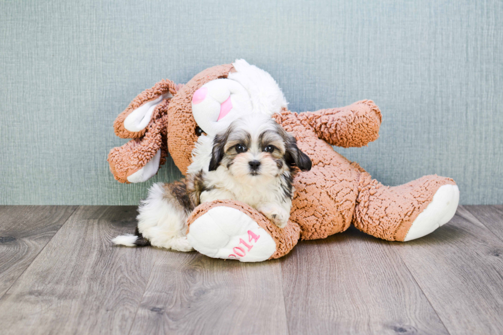 Teddy Bear Pup Being Cute