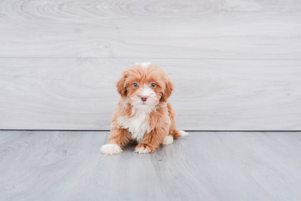 Playful Golden Retriever Poodle Mix Puppy