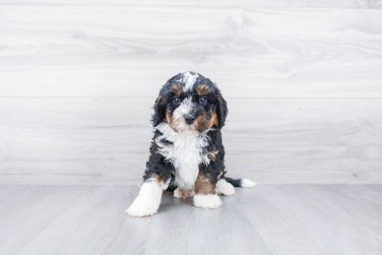 Fluffy Mini Bernedoodle Poodle Mix Pup