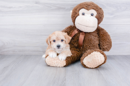 Friendly Morkie Baby