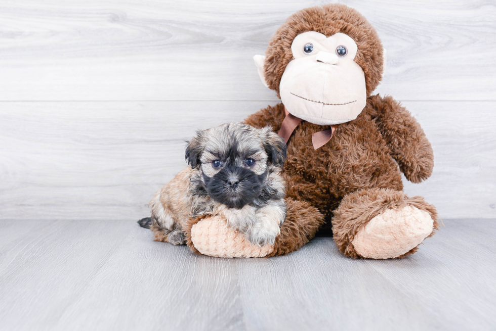 Teddy Bear Pup Being Cute