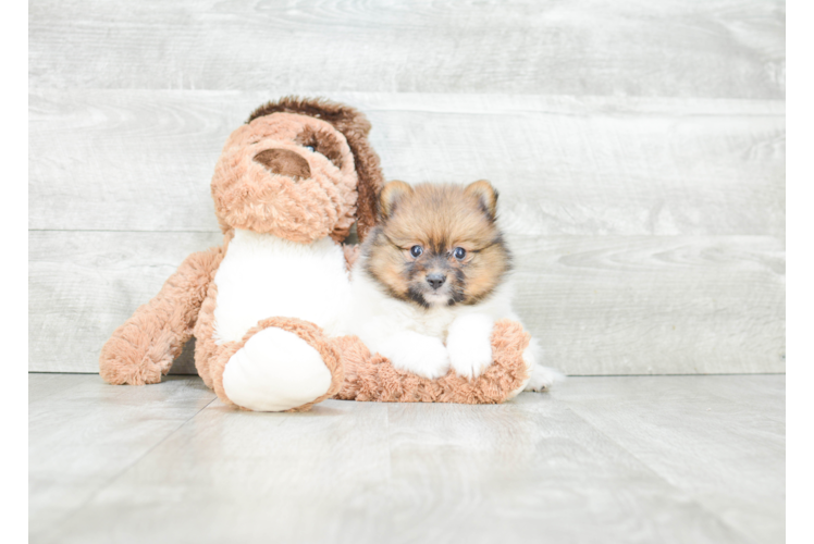 Cute Pomeranian Purebred Puppy