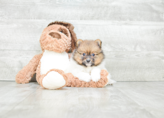 Cute Pomeranian Purebred Puppy