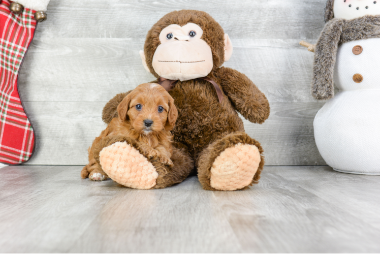 Friendly Cavapoo Baby