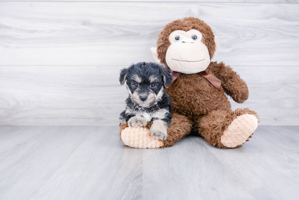 Hypoallergenic Yorkie Designer Puppy