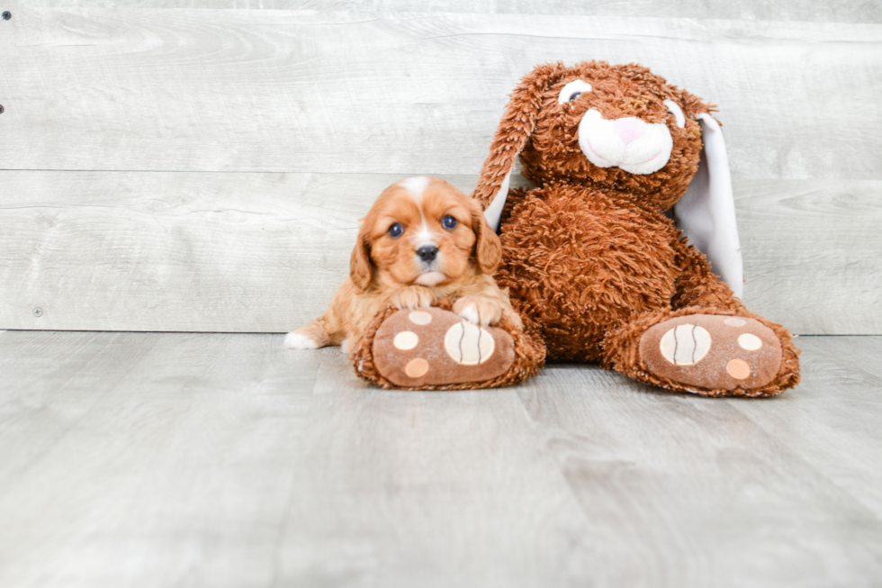 Cavalier King Charles Spaniel Puppy for Adoption