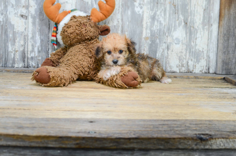 Morkie Pup Being Cute