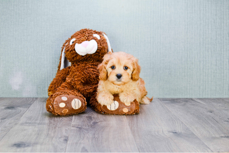 Funny Cavapoo Poodle Mix Pup