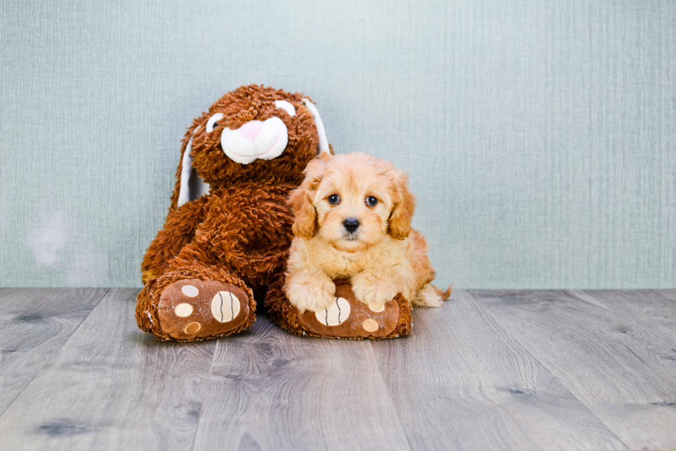 Funny Cavapoo Poodle Mix Pup