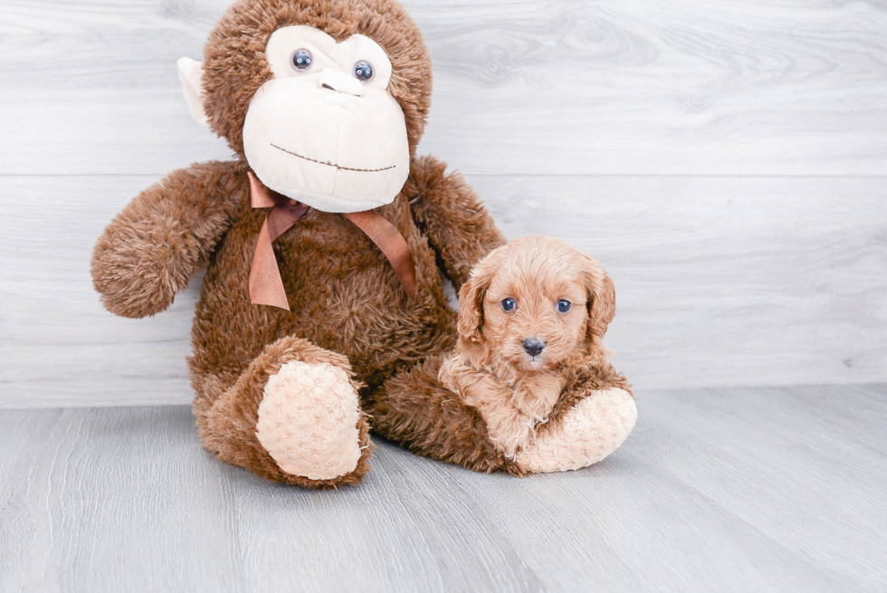 Cavapoo Pup Being Cute