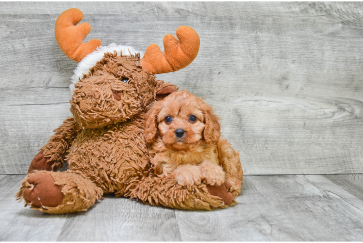 Funny Cavapoo Poodle Mix Pup