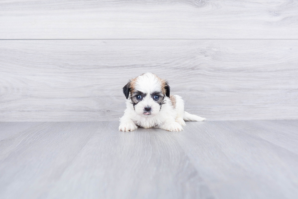 Teddy Bear Pup Being Cute