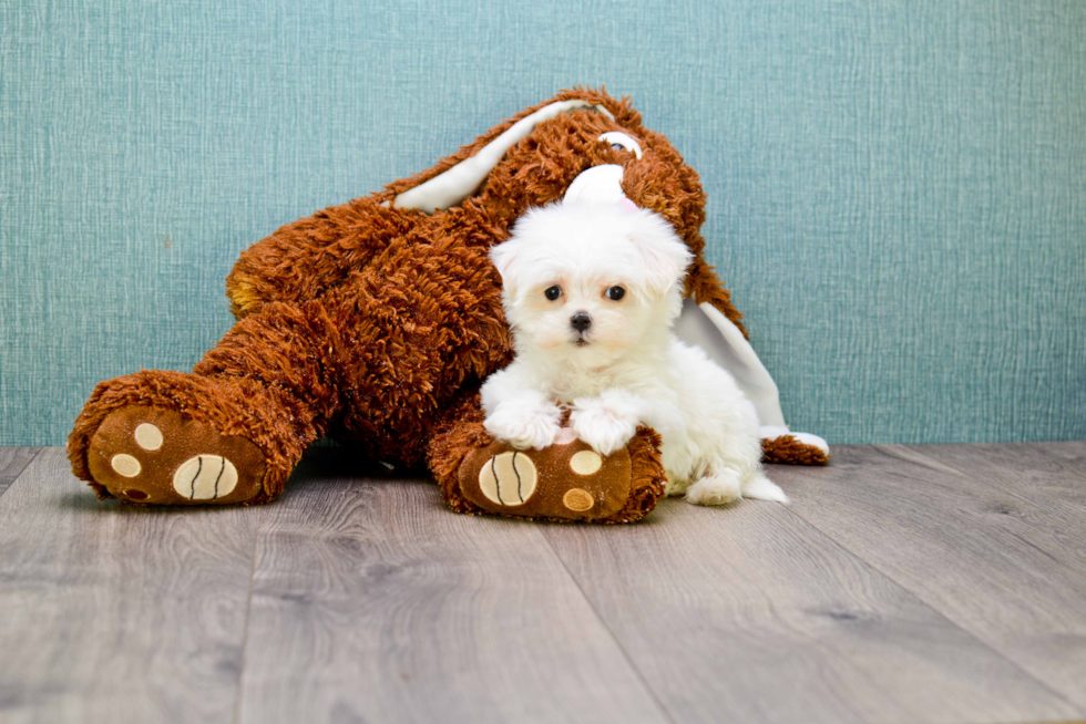 Playful Maltese Purebred Pup