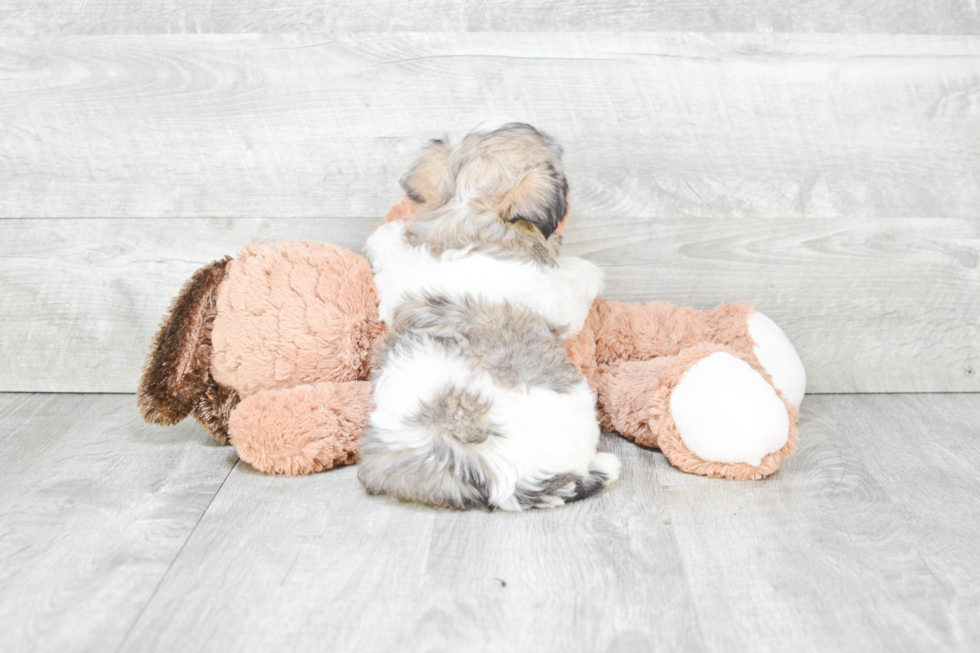 Fluffy Havanese Purebred Puppy