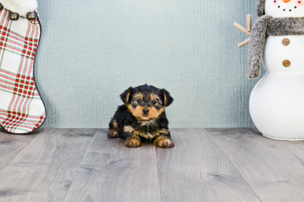 Meet Twinkle - our Yorkshire Terrier Puppy Photo 