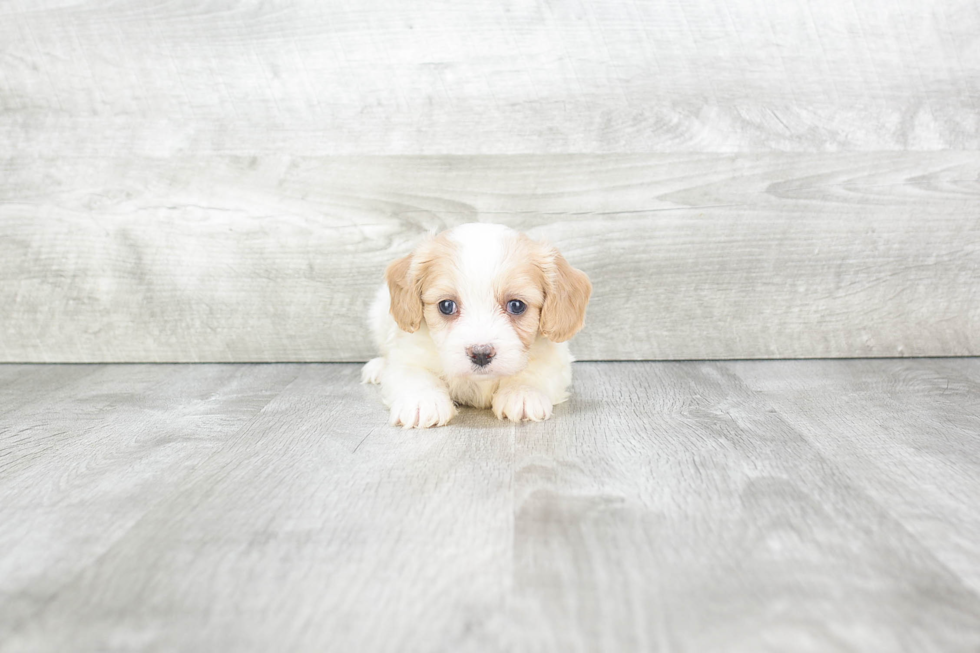 Friendly Cavachon Baby