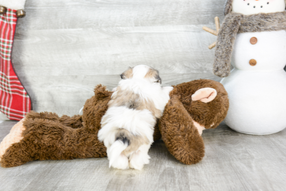 Teddy Bear Pup Being Cute