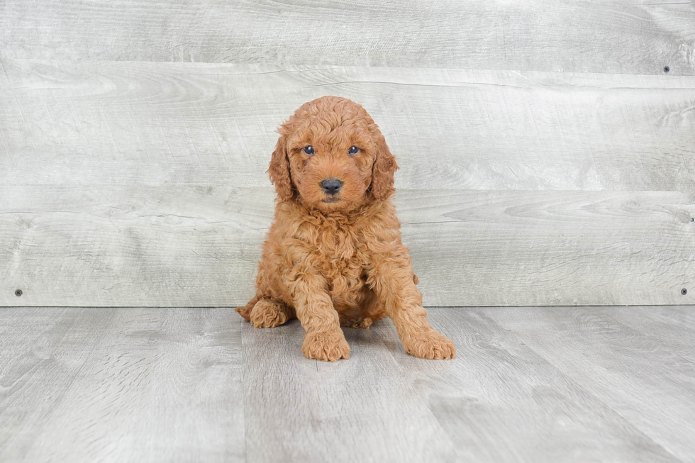 Hypoallergenic Golden Retriever Poodle Mix Puppy