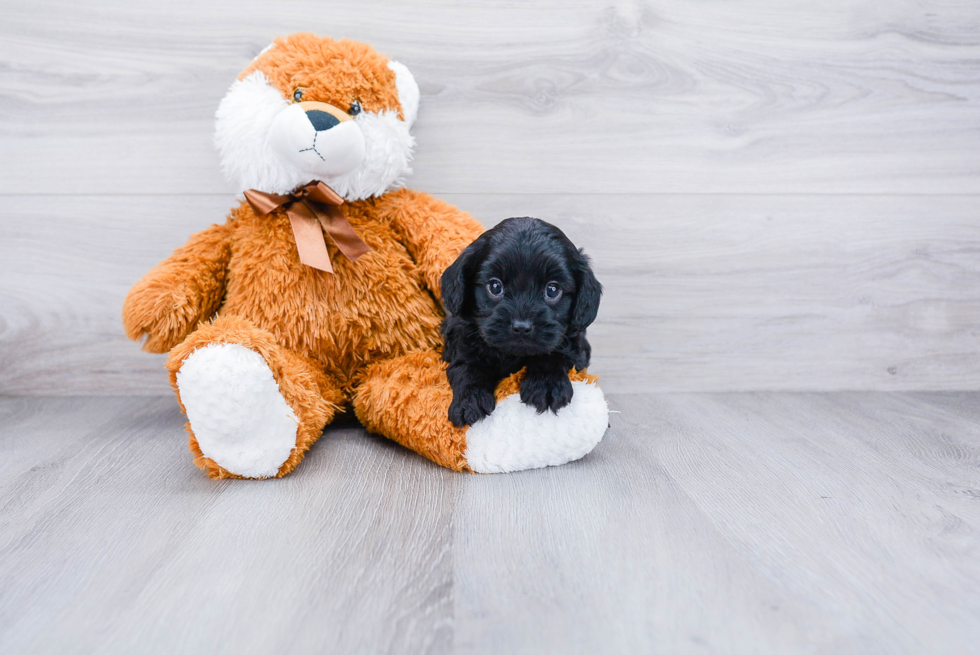 Energetic Cavoodle Poodle Mix Puppy